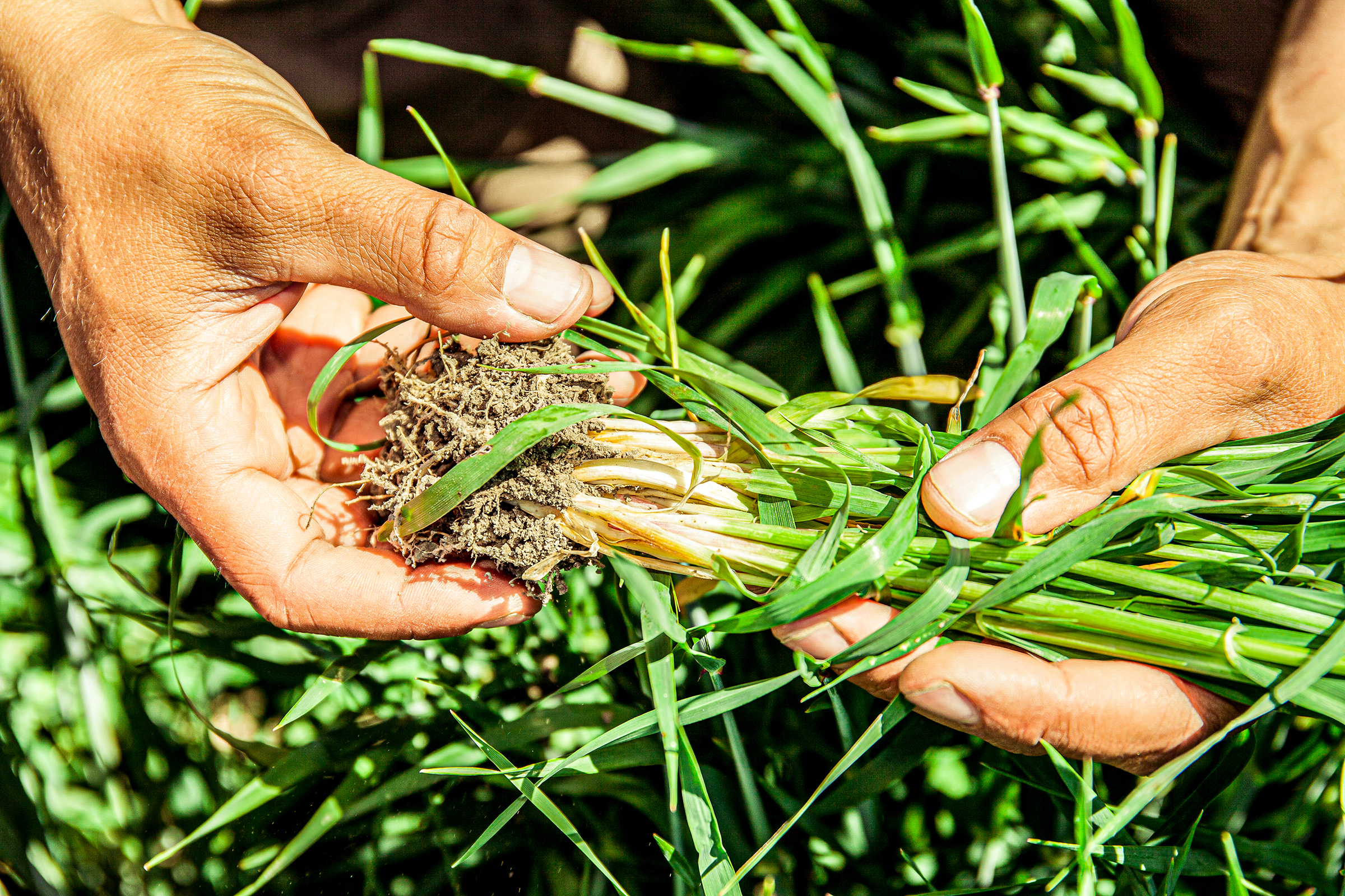 Hyvin toteutetulla viljelykierrolla on positiivinen vaikutus maan rakenteeseen.